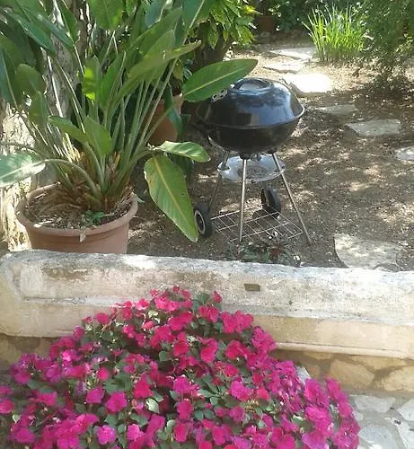 Platanus 트르스테노