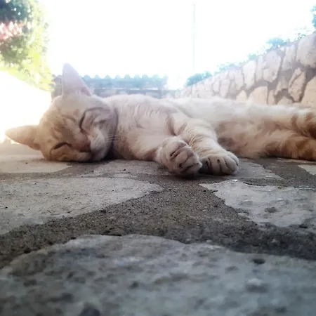 Platanus Ferienhaus *