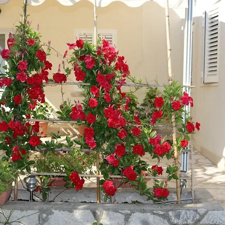 Platanus Vikendica Trsteno