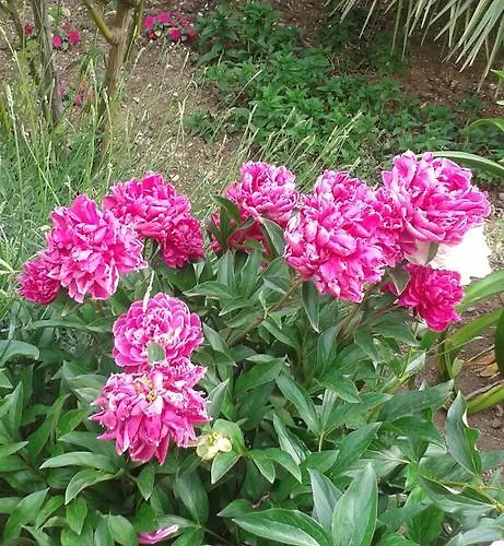 Holiday home Platanus