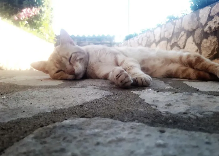 Platanus Holiday home *